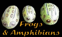Frogs & Amphibians