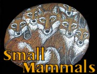 Small Mammals